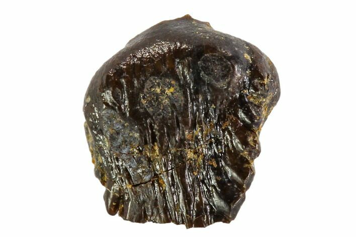 Fossil Pachycephalosaur Tooth - Montana #108175